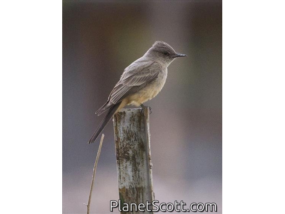 Say's Phoebe (Sayornis saya)
