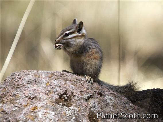 Cliff Chipmunk (Tamias dorsalis)