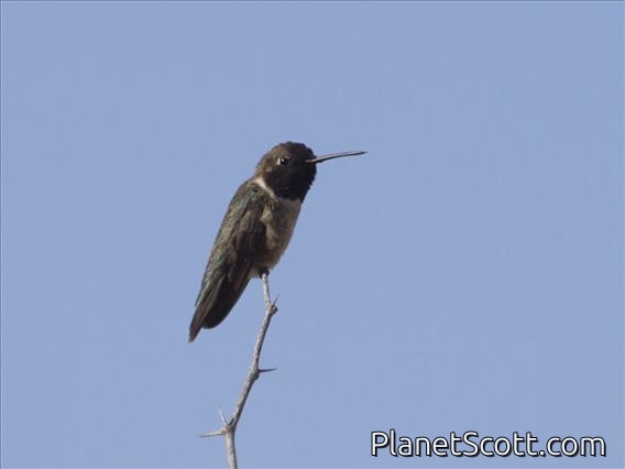 Black-chinned Hummingbird (Archilochus alexandri)