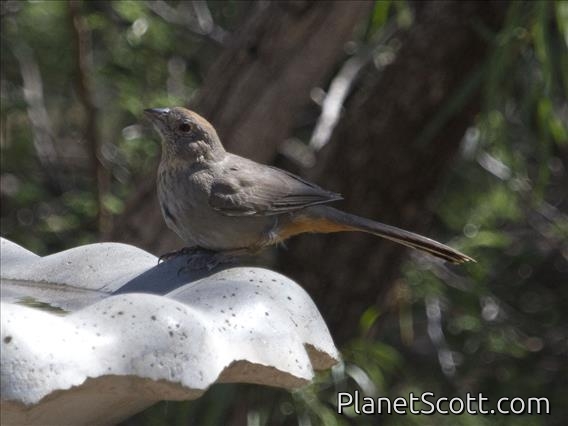Canyon Towhee (Melozone fusca)