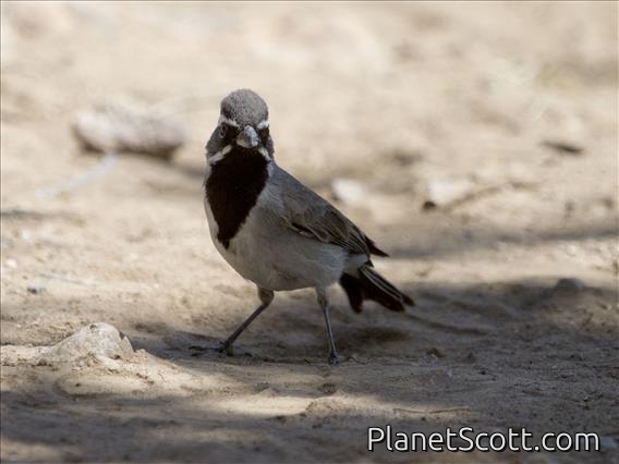Black-throated Sparrow (Amphispiza bilineata)