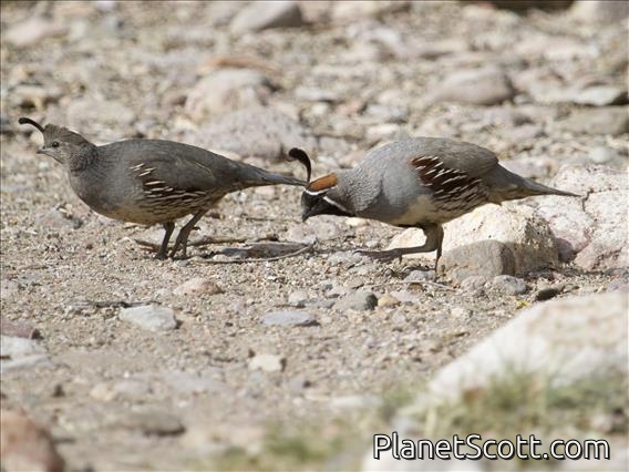 Gambel's Quail (Callipepla gambelii)