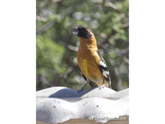 Black-headed Grosbeak (Pheucticus melanocephalus)