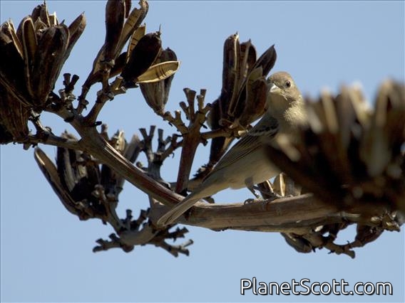 Lazuli Bunting (Passerina amoena)