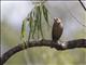 Brown-headed Cowbird (Molothrus ater)