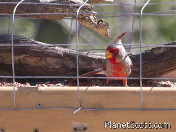 Pyrrhuloxia (Cardinalis sinuatus)
