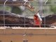 Pyrrhuloxia (Cardinalis sinuatus)