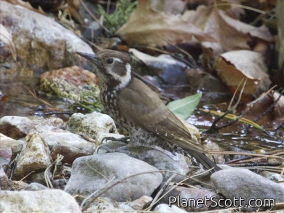 Arizona Woodpecker (Leuconotopicus arizonae)
