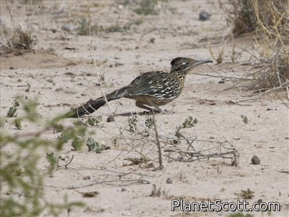 Greater Roadrunner (Geococcyx californianus)