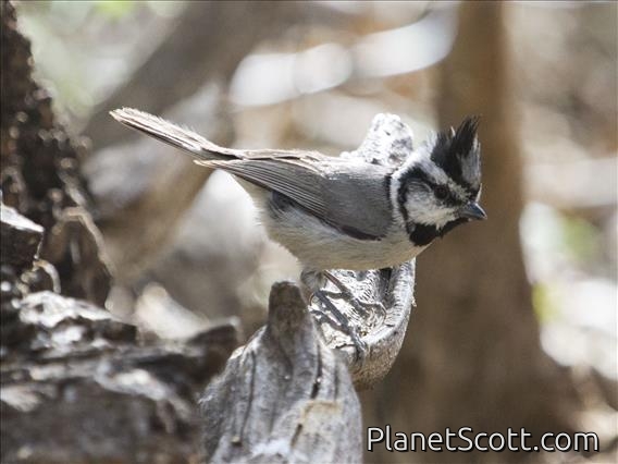Bridled Titmouse (Baeolophus wollweberi)