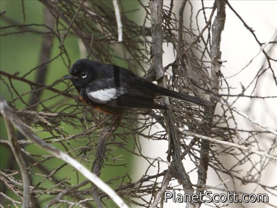 Painted Redstart (Myioborus pictus)