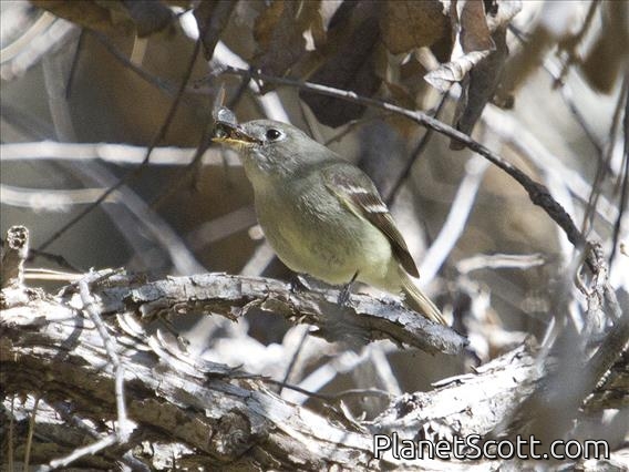 Western Flycatcher (Empidonax difficilis)