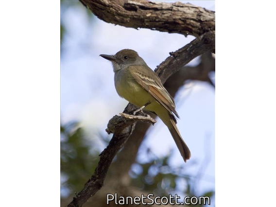 Brown-crested Flycatcher (Myiarchus tyrannulus)