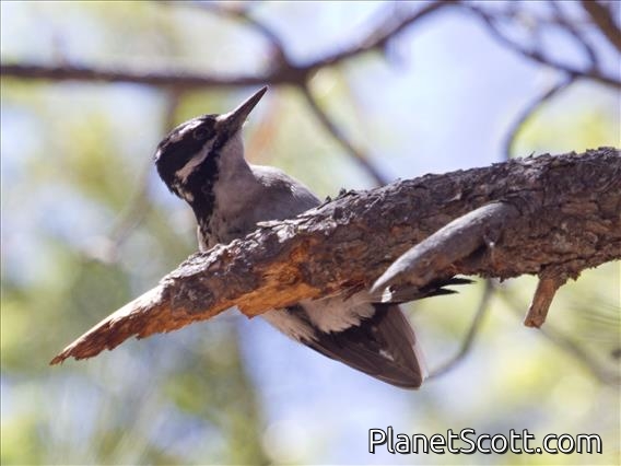 Hairy Woodpecker (Picoides villosus)
