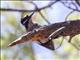 Hairy Woodpecker (Picoides villosus)