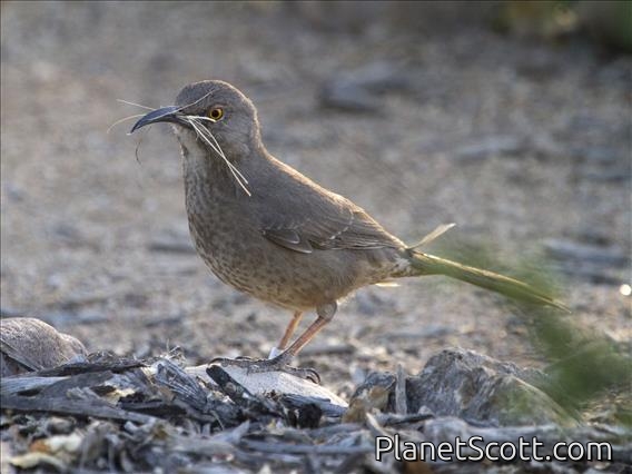 Curve-billed Thrasher (Toxostoma curvirostre)
