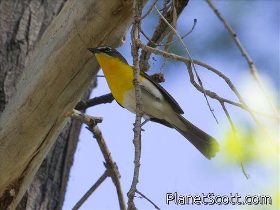 Yellow-breasted Chat (Icteria virens)