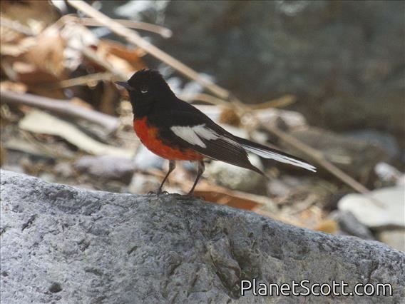 Painted Redstart (Myioborus pictus)