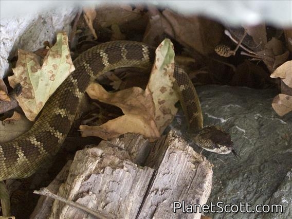 Western Rattlesnake (Crotalus oreganus)