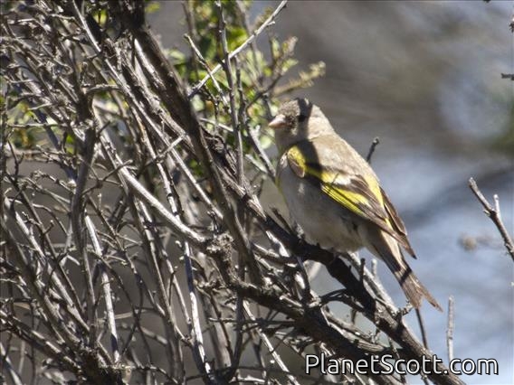 Lawrence's Goldfinch (Spinus lawrencei)