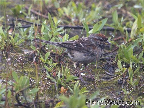 American Tree Sparrow (Spizelloides arborea)