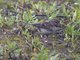 American Tree Sparrow (Spizelloides arborea)