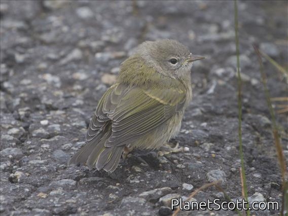 Orange-crowned Warbler (Oreothlypis celata)