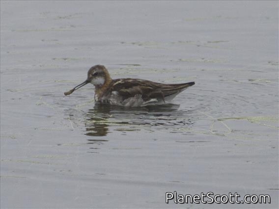 Red-necked Phalarope (Phalaropus lobatus)