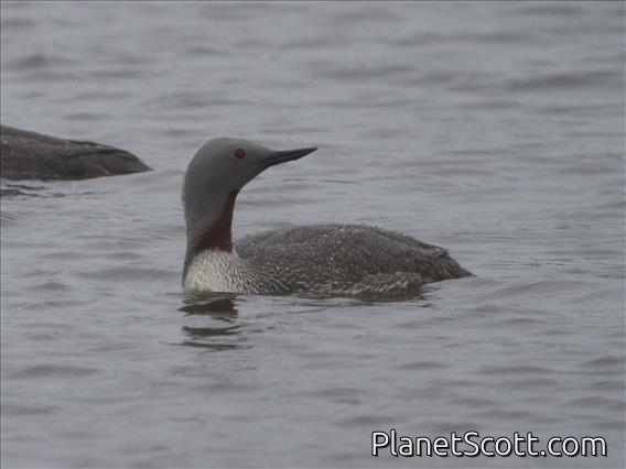 Red-throated Loon (Gavia stellata) - Breeding