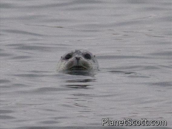 Harbor Seal (Phoca vitulina)