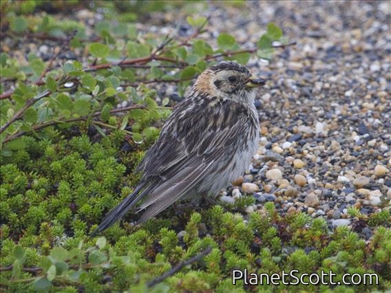 Lapland Longspur (Calcarius lapponicus) - Female