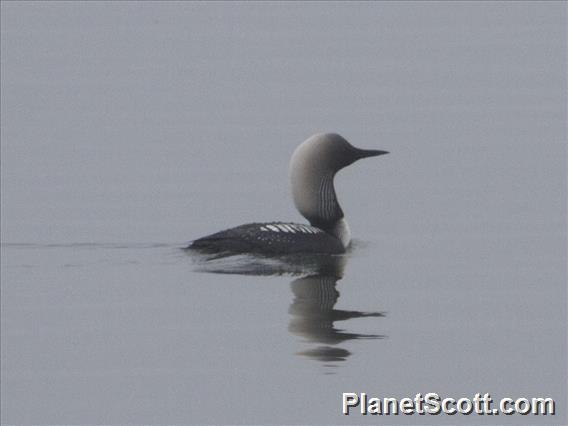Pacific Loon (Gavia pacifica)