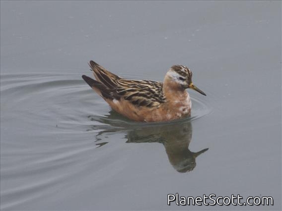 Red Phalarope (Phalaropus fulicarius)
