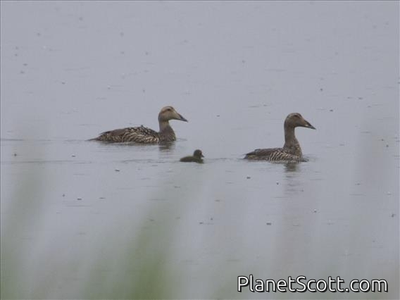 Common Eider (Somateria mollissima)