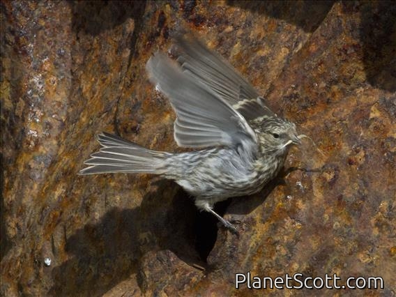 Redpoll (Acanthis flammea)