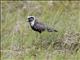 Pacific Golden-Plover (Pluvialis fulva)