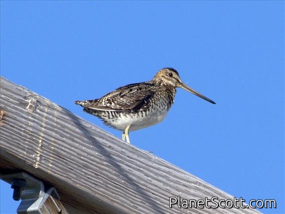 Wilson's Snipe (Gallinago delicata)