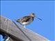 Wilsons Snipe (Gallinago delicata)
