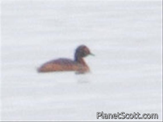 Horned Grebe (Podiceps auritus)