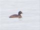 Horned Grebe (Podiceps auritus)