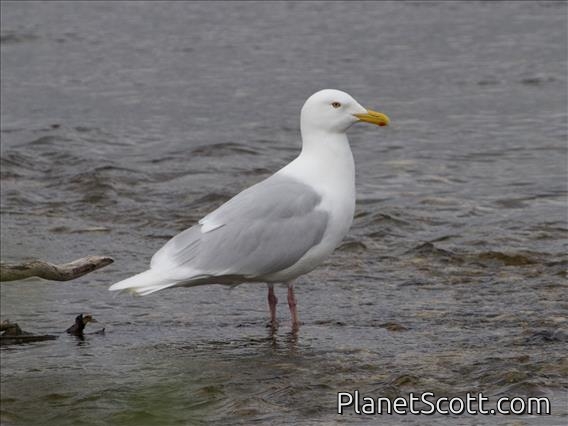 Glaucous Gull (Larus hyperboreus) - Adult Breeding