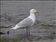 Glaucous Gull (Larus hyperboreus) - Adult Breeding