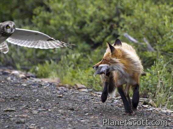 Red Fox (Vulpes vulpes) - And Short Eared Owl and Lemmings