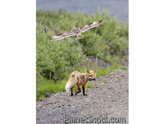 Red Fox (Vulpes vulpes)