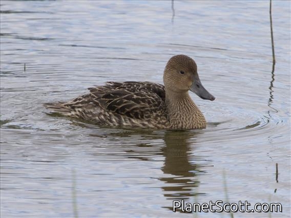 Northern Pintail (Anas acuta) - Female