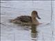Northern Pintail (Anas acuta) - Female