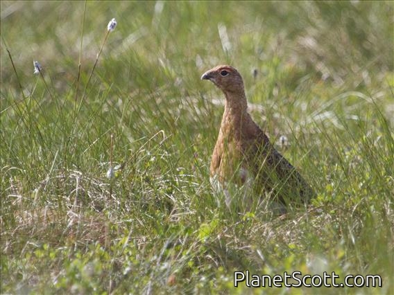 Willow Ptarmigan (Lagopus lagopus) - Male