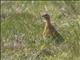 Willow Ptarmigan (Lagopus lagopus) - Male