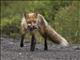Red Fox (Vulpes vulpes)
