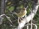 Bluethroat (Luscinia svecica) - Juvenile